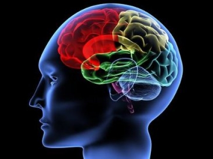 cerebro.jpg