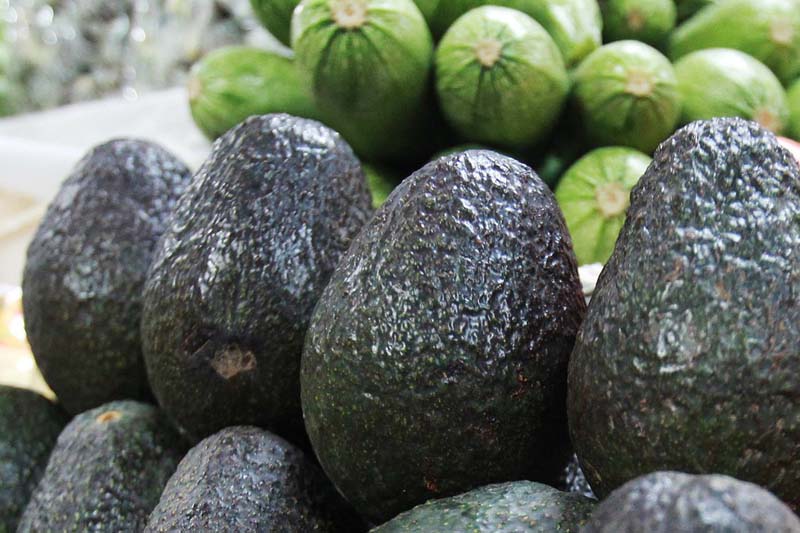La Capital Precio De Aguacate Se Mantiene En 90 Por Kilo