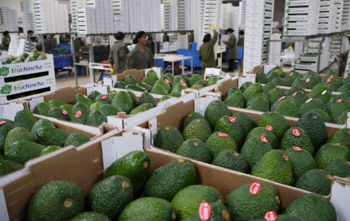 aguacate.jpg