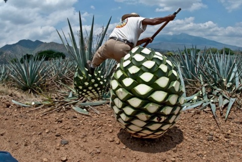 La Capital Tequila Jalisco Cuna Del Agave Azul