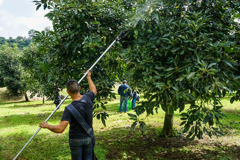 La Capital | Suman Esfuerzos En Favor Del Aguacate