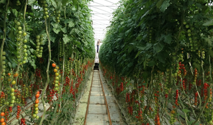 AGRICULTURA_SAN_LUIS_POTOSi tomate.png