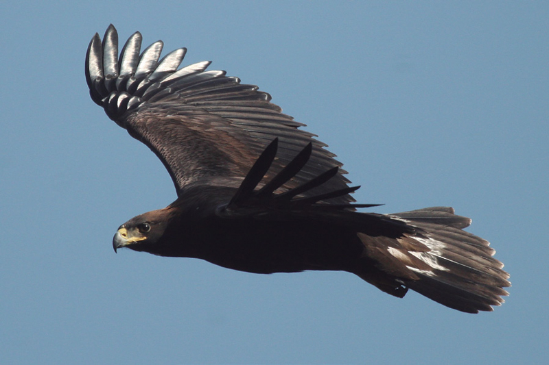 AGUILA.jpg