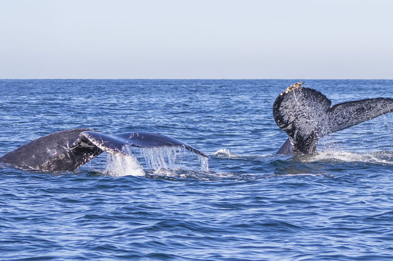 BALLENAS DE PUERTO VALLARTA.png