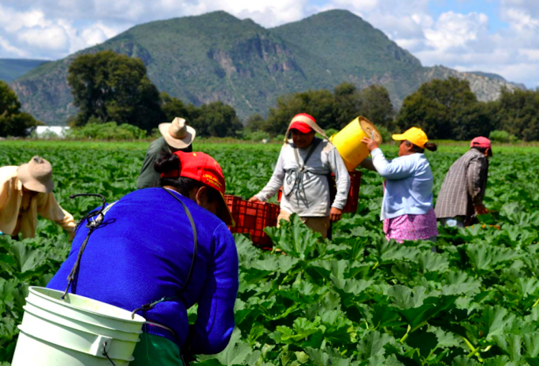 BANCO DE ALIMENTOS BAMX .png