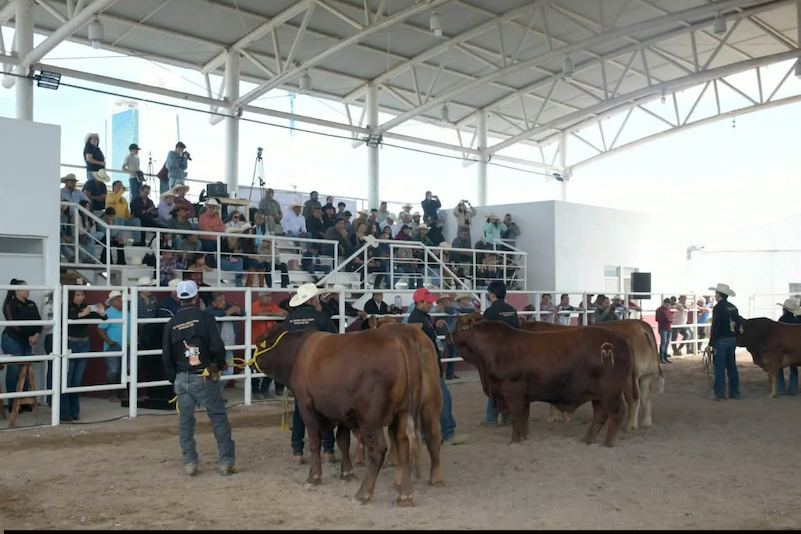 Concurso del Novillo Gordo feria tam 2026 (2).png