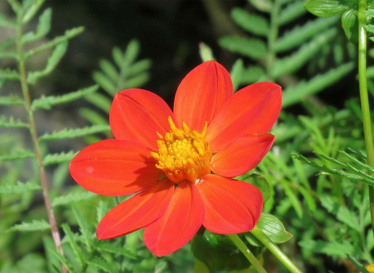 Dahlia-coccinea.jpg