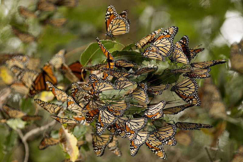 Festival de la Mariposa Monarca.jpg