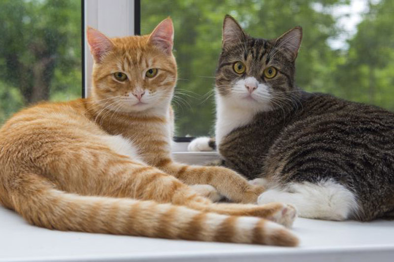 GATOS.jpg