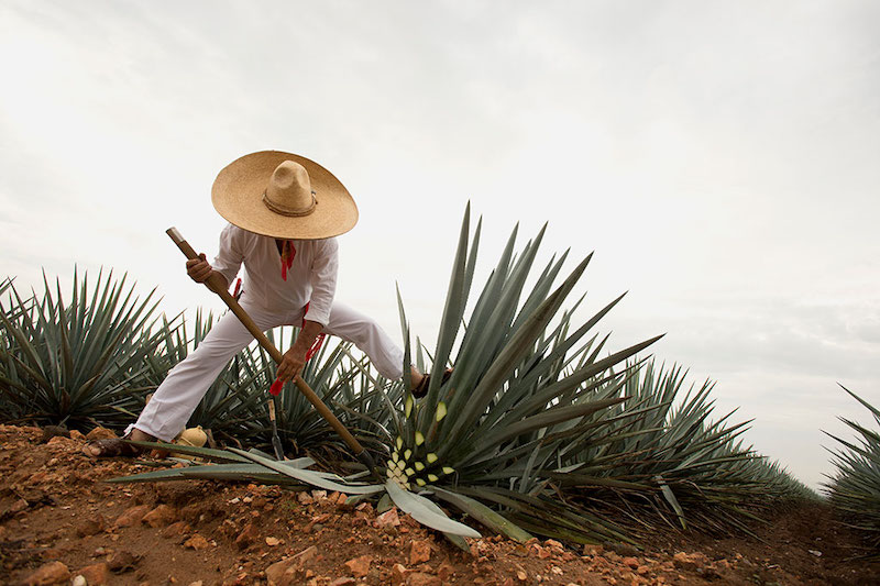 La Capital Tequila Jalisco Cuna Del Agave Azul