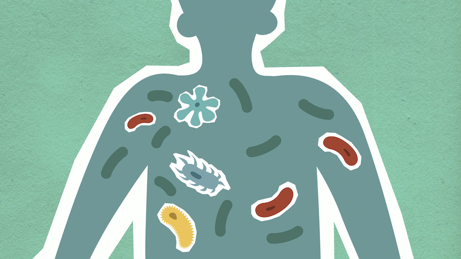 MICROBIOTA DEL ORGANISMO humano.png