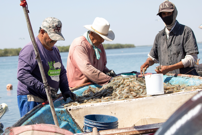 PESCADORES DE CAMARON .png