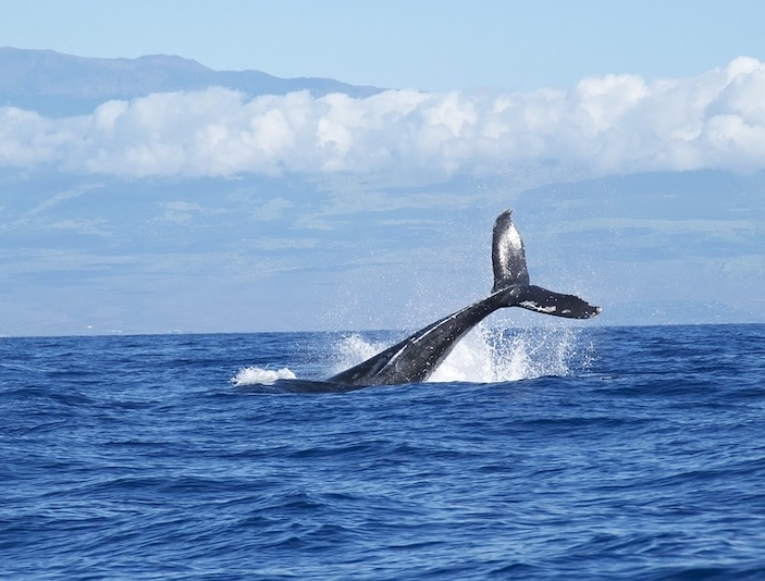 ballena jorobada de Nayarit.png