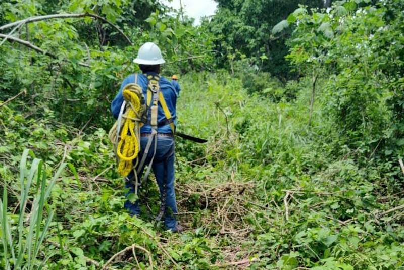 cfe cudrilas en campo 1.png