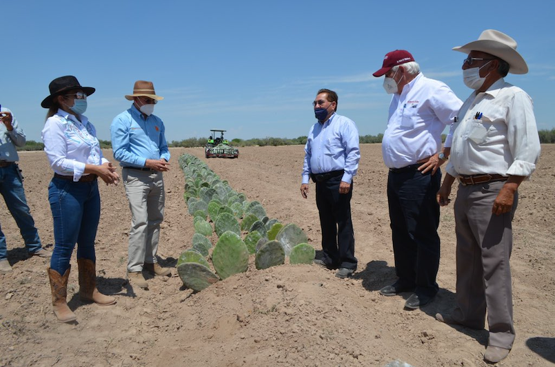 nopal siembra agricultura.png