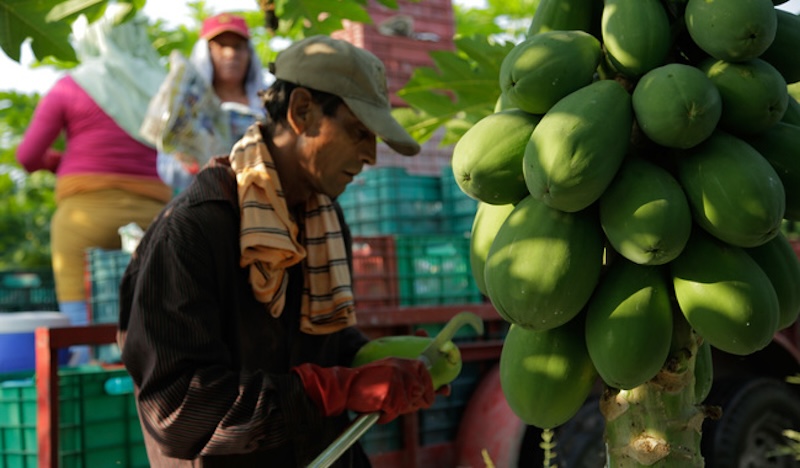 post_231200_AGRICULTURA_EXPORTACI_N_PAPAYA-3.JPG